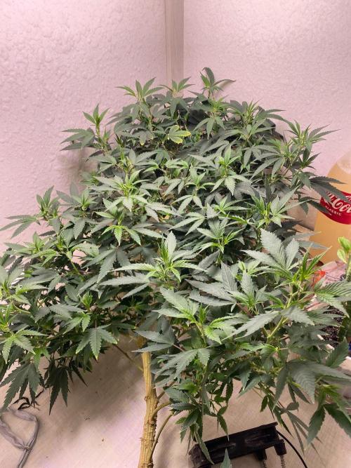 DIVINE OG KUSH. Week 8 - On main lining, but now growing wild, without any trainings 