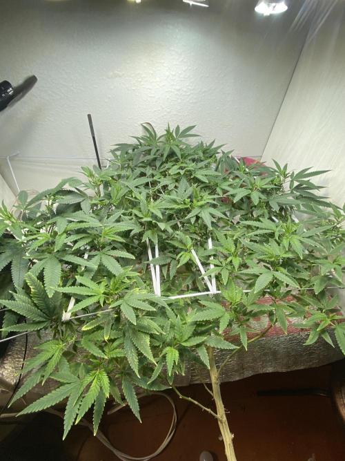 DIVINE OG KUSH. Week 8 - On something like SCROG