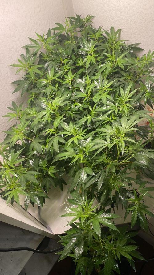 DIVINE OG KUSH. Week 9 - First one. Under 240W light. 