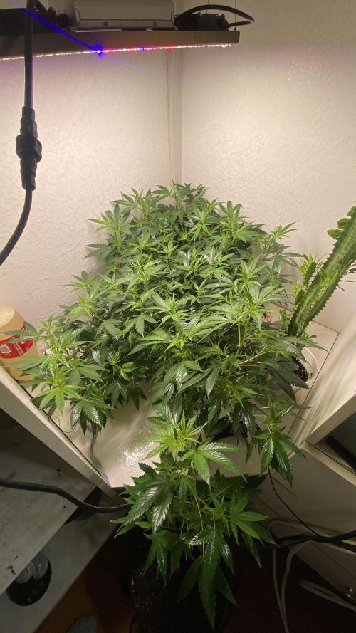 DIVINE OG KUSH. Week 9