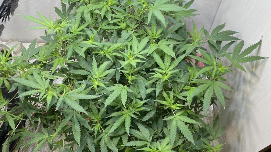 DIVINE OG KUSH. Week 10