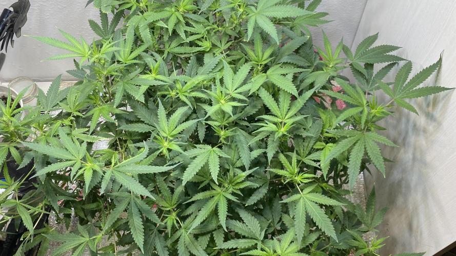 DIVINE OG KUSH. Week 10