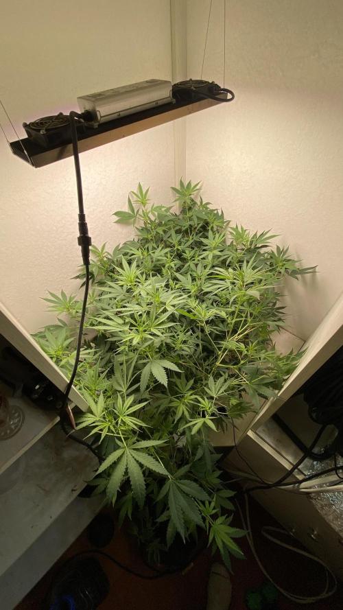 DIVINE OG KUSH. Week 10