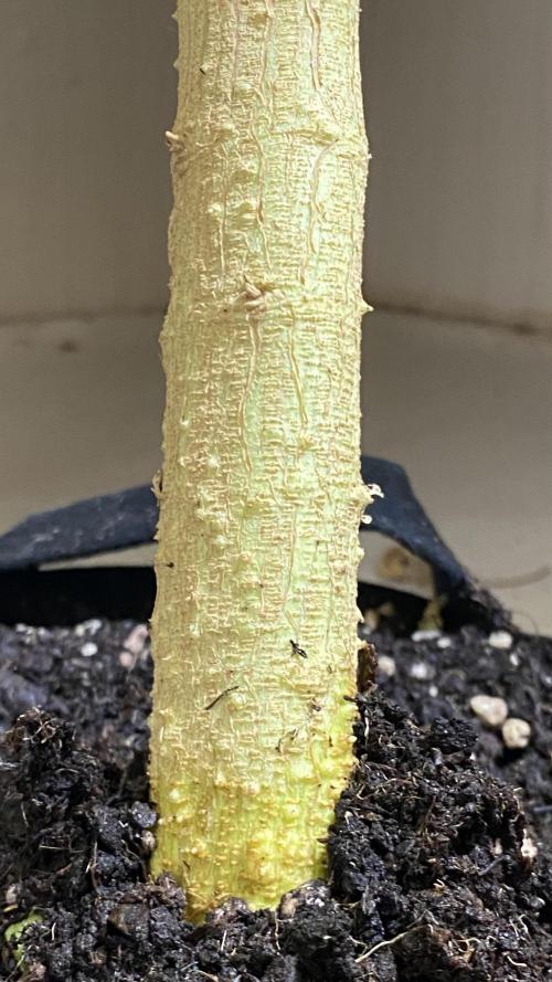 DIVINE OG KUSH. Week 10