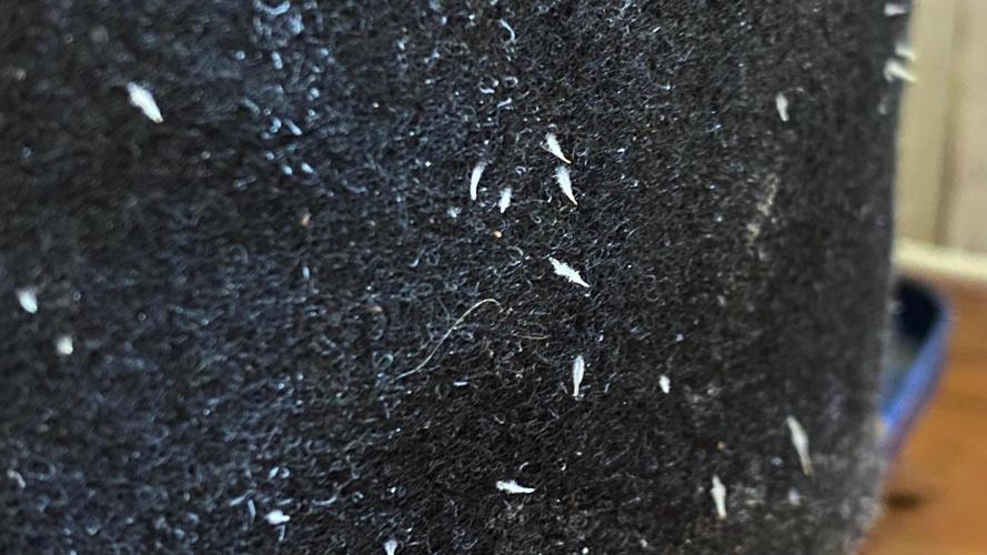 DIVINE OG KUSH. Week 10