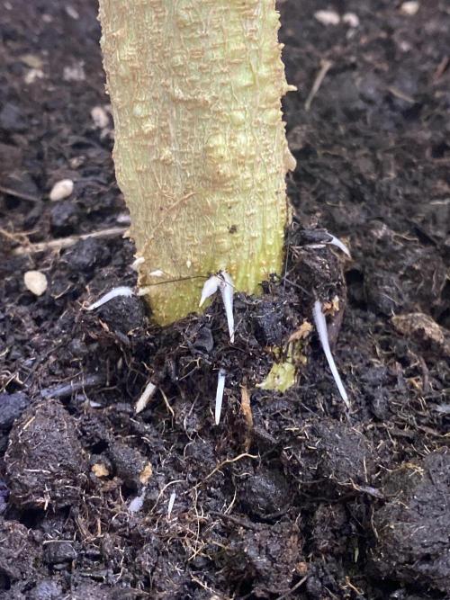 DIVINE OG KUSH. Week 10