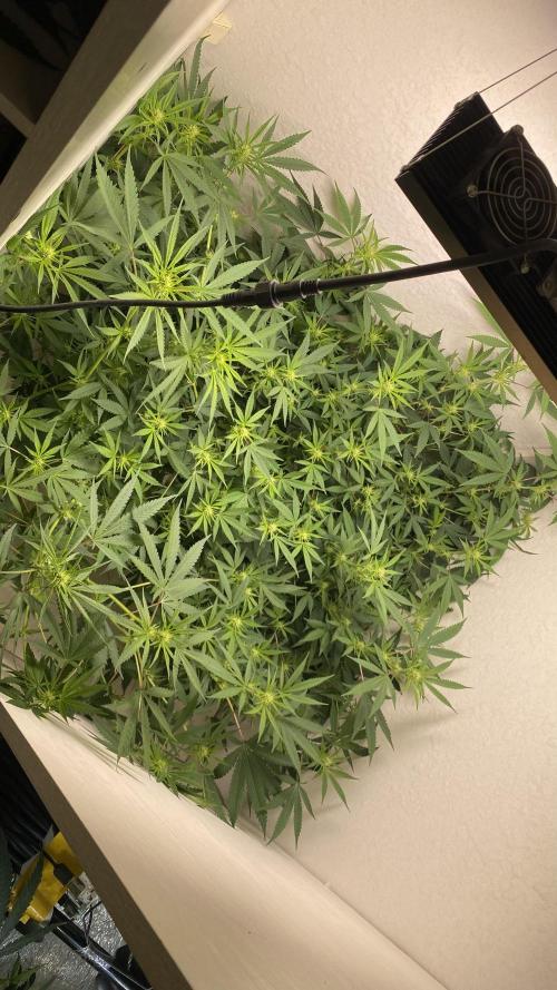 DIVINE OG KUSH. Week 11