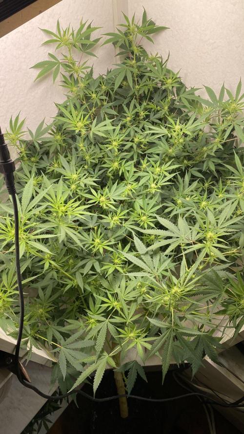 DIVINE OG KUSH. Week 11