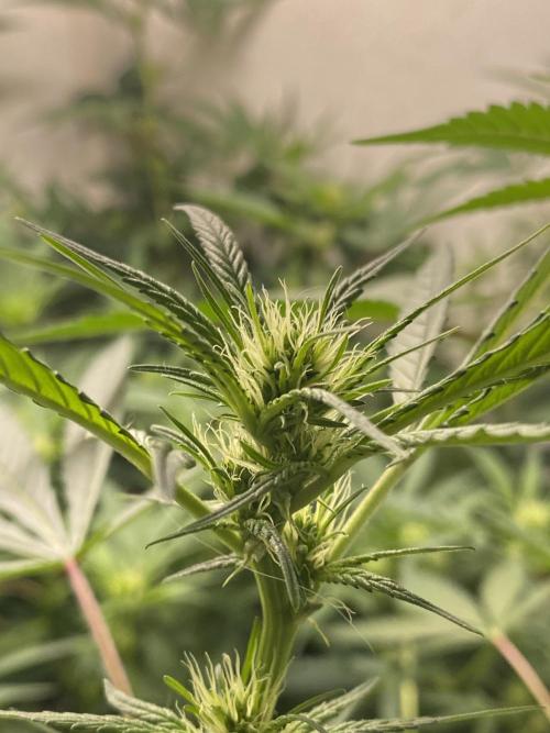 DIVINE OG KUSH. Week 11