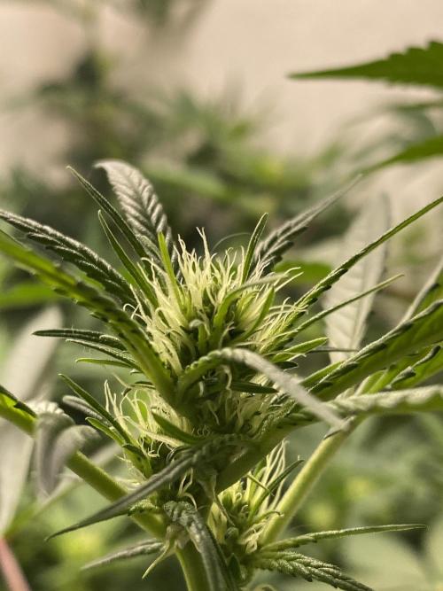 DIVINE OG KUSH. Week 11