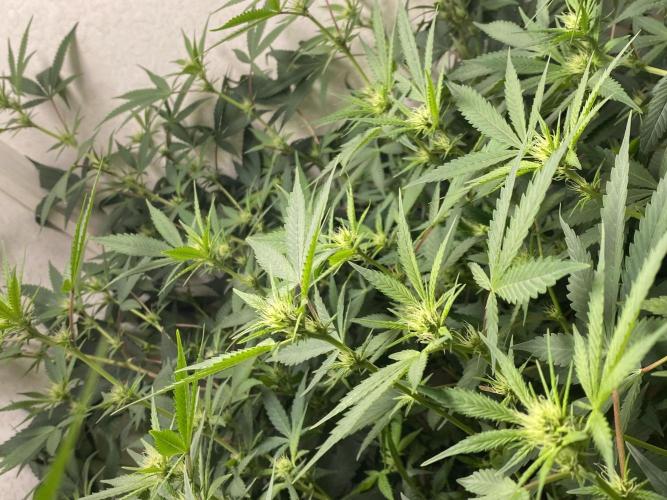 DIVINE OG KUSH. Week 11