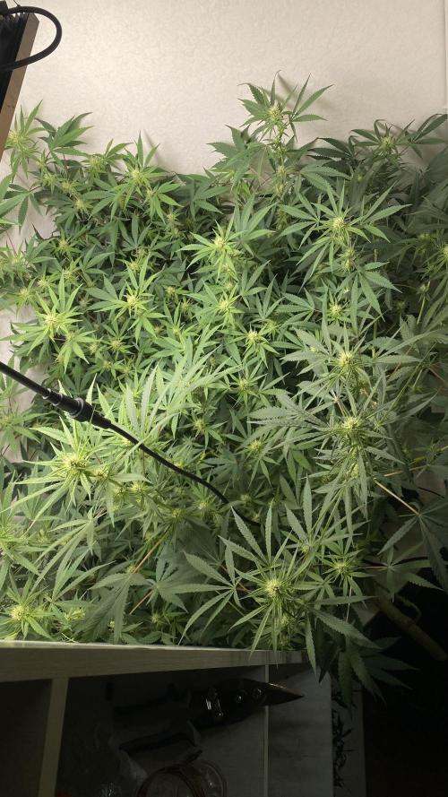 DIVINE OG KUSH. Week 12