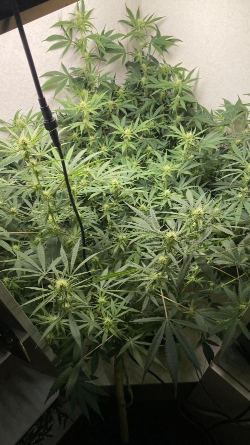 DIVINE OG KUSH. Week 12