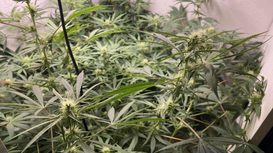 DIVINE OG KUSH. Week 12