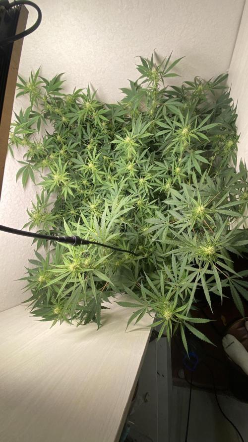 DIVINE OG KUSH. Week 12