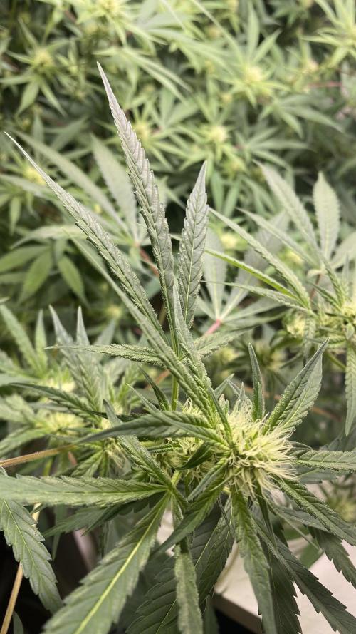 DIVINE OG KUSH. Week 12