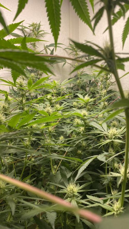 DIVINE OG KUSH. Week 12