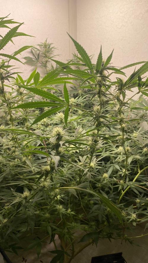 DIVINE OG KUSH. Week 12