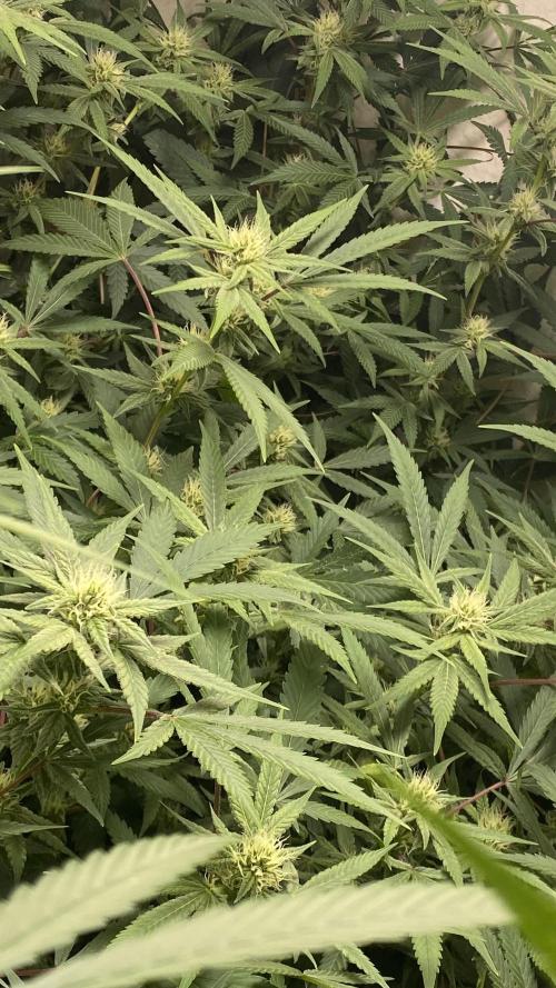 DIVINE OG KUSH. Week 12