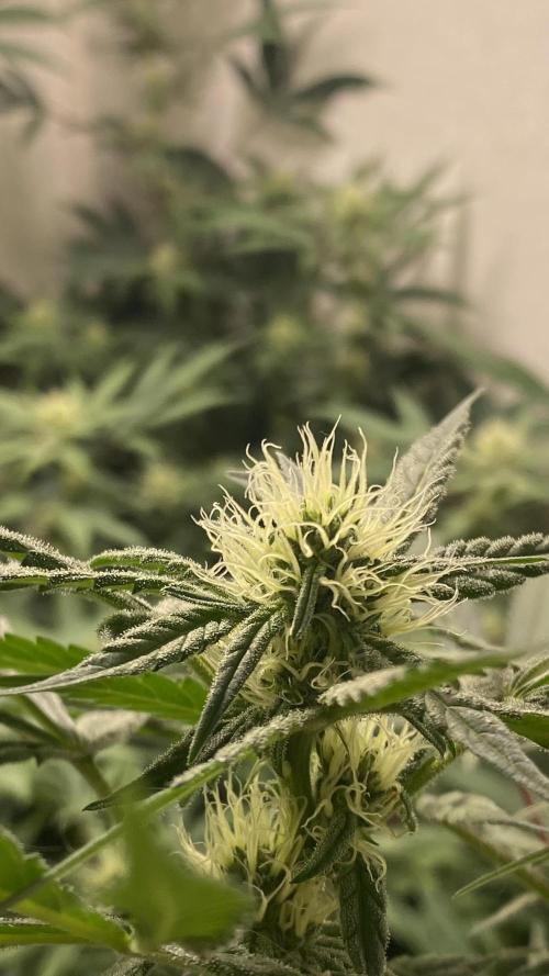 DIVINE OG KUSH. Week 12