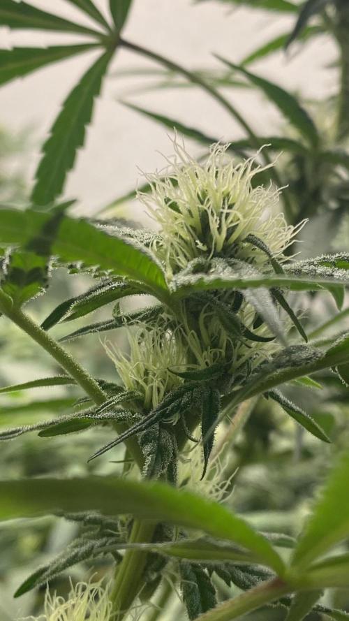 DIVINE OG KUSH. Week 12