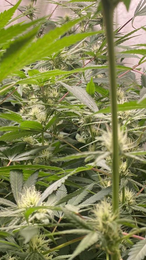 DIVINE OG KUSH. Week 12