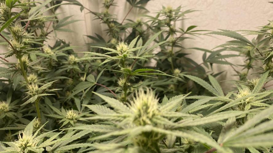 DIVINE OG KUSH. Week 12