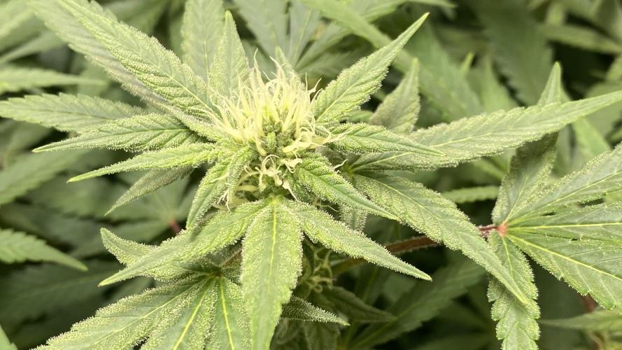 DIVINE OG KUSH. Week 12