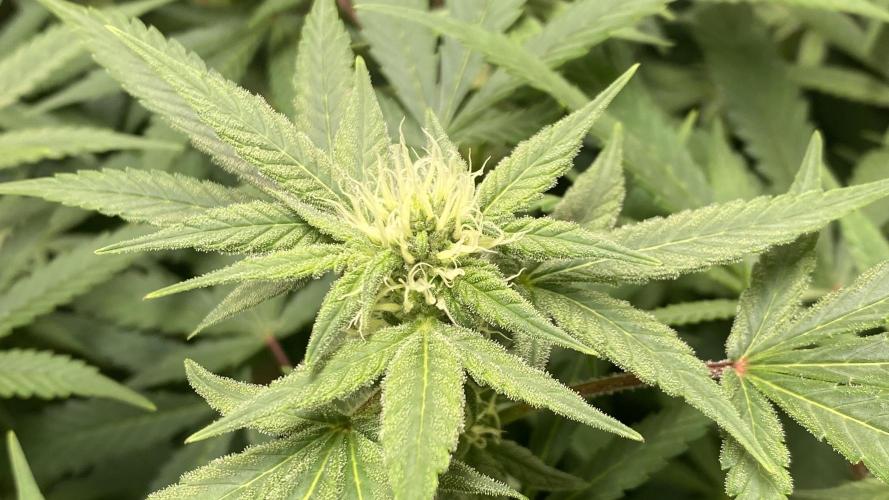 DIVINE OG KUSH. Week 12