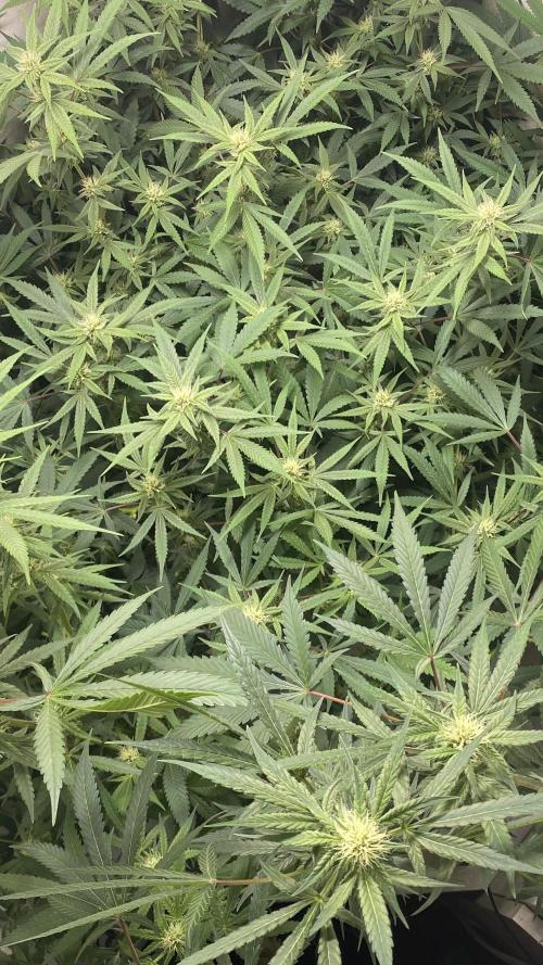 DIVINE OG KUSH. Week 12