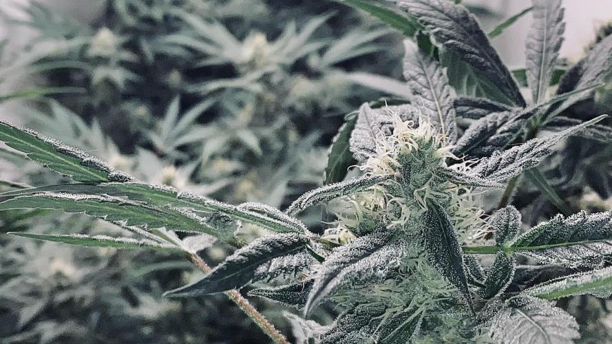 DIVINE OG KUSH. Week 13