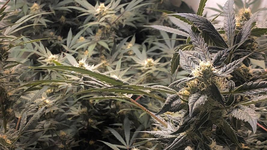 DIVINE OG KUSH. Week 13