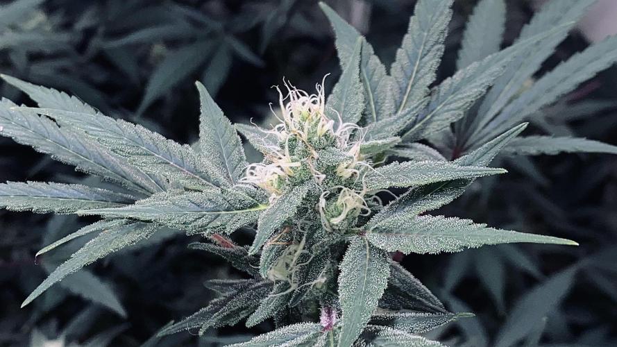 DIVINE OG KUSH. Week 13