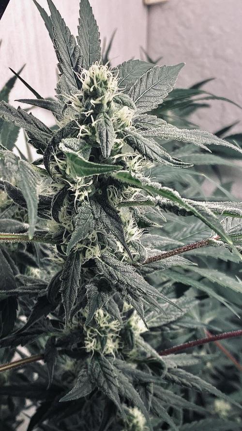 DIVINE OG KUSH. Week 13