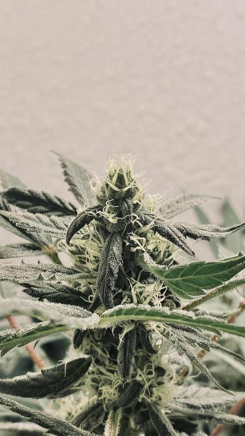 DIVINE OG KUSH. Week 13