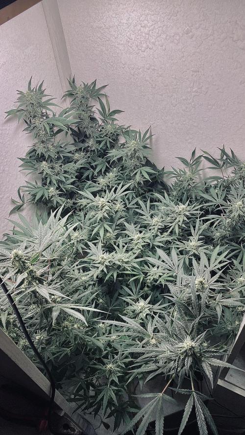 DIVINE OG KUSH. Week 13