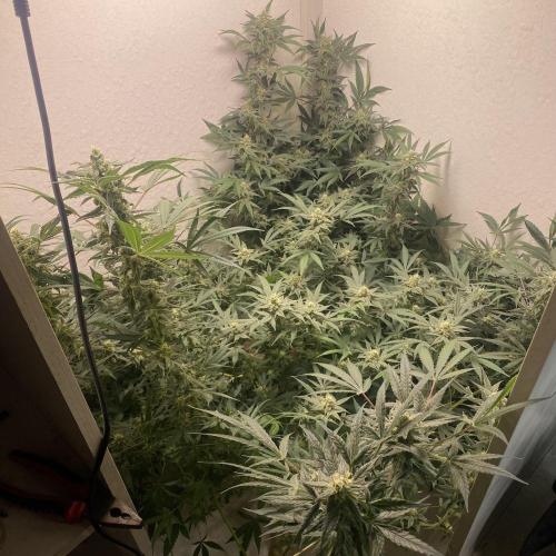 DIVINE OG KUSH. Week 13