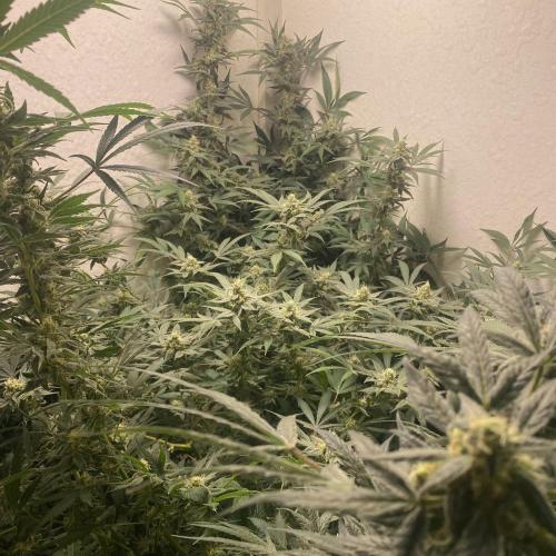 DIVINE OG KUSH. Week 13