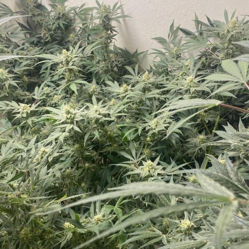 DIVINE OG KUSH. Week 13