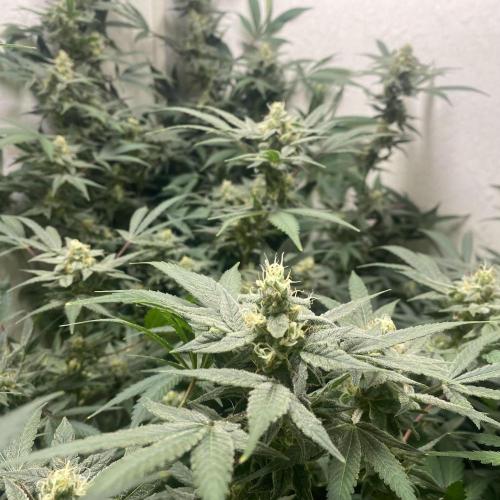 DIVINE OG KUSH. Week 13