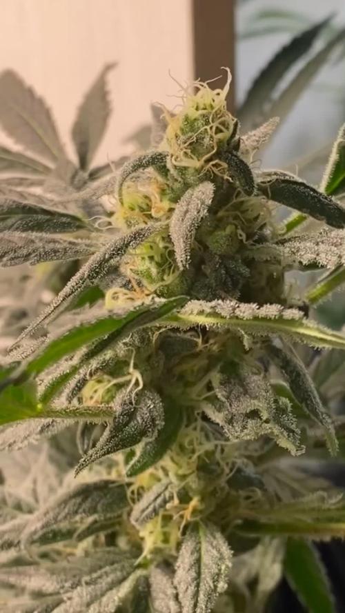 DIVINE OG KUSH