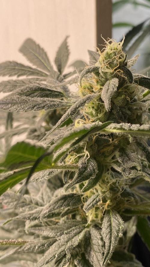 DIVINE OG KUSH. Week 13