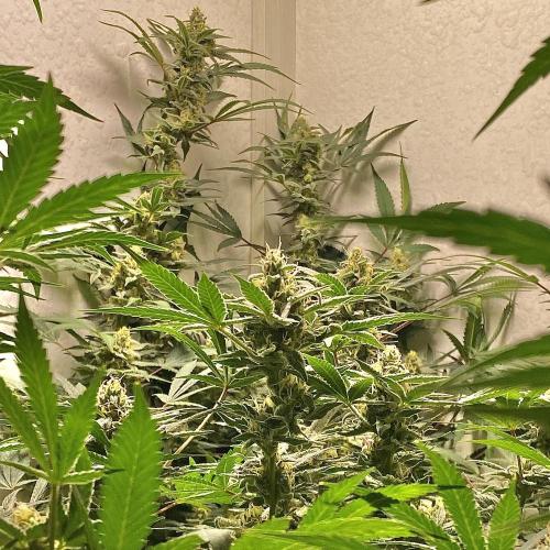 DIVINE OG KUSH. Week 13