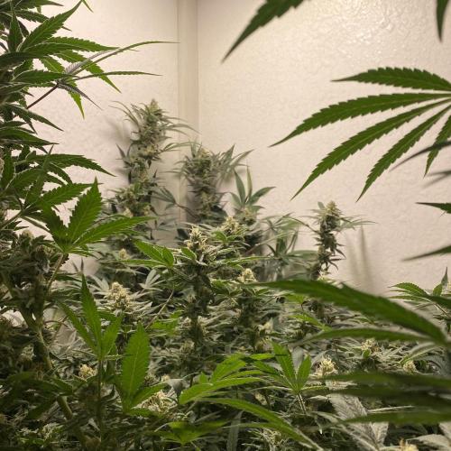 DIVINE OG KUSH. Week 13