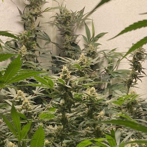 DIVINE OG KUSH. Week 13