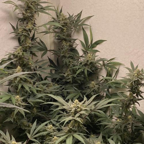 DIVINE OG KUSH. Week 13