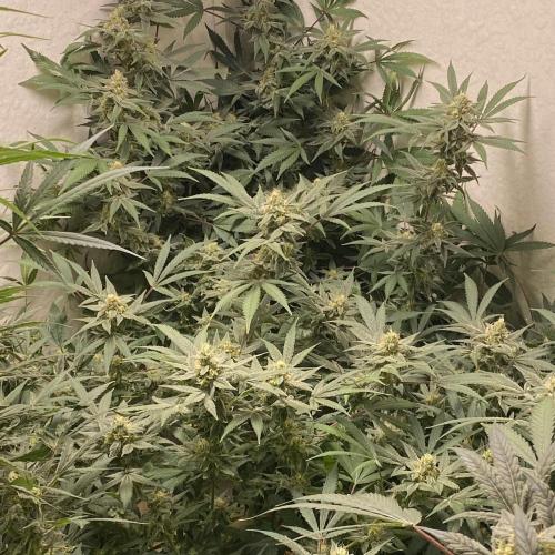 DIVINE OG KUSH. Week 13