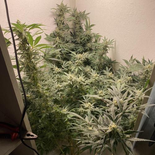 DIVINE OG KUSH. Week 13