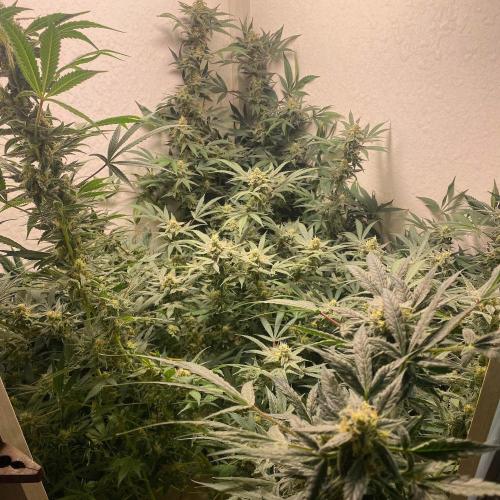 DIVINE OG KUSH. Week 13