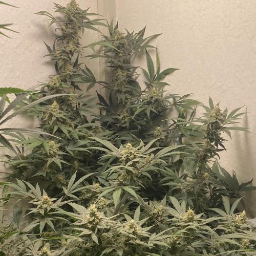 DIVINE OG KUSH. Week 13